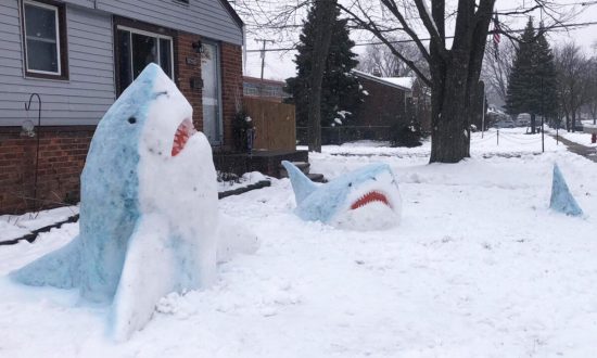 Mỹ: Giáo viên mỹ thuật tạo ra 'cá mập tuyết' đáng kinh ngạc ở sân trước và gây sốt trên mạng