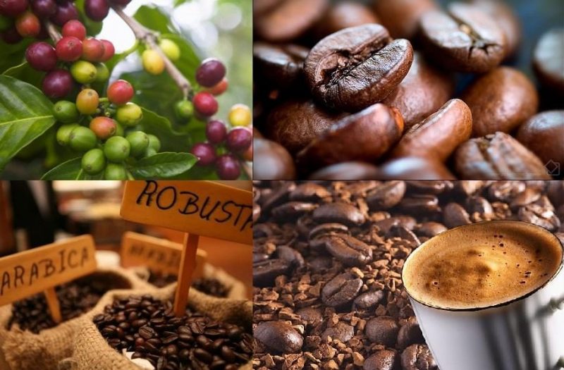 Giá cà phê hôm nay bao nhiêu? Giá cà phê Robusta, Arabica, giá cà phê thế giới, giá cà phê việt nam, giá cà phê tây nguyên