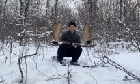 Video: khoảnh khắc rụng gạc 'hiếm thấy' của nai sừng tấm trong rừng tuyết