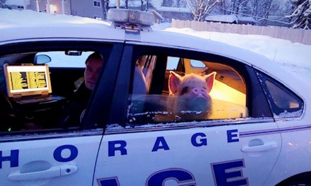 Cảnh sát Alaska giải cứu chú lợn 'bị lạnh' sau cuộc gọi của một người dân