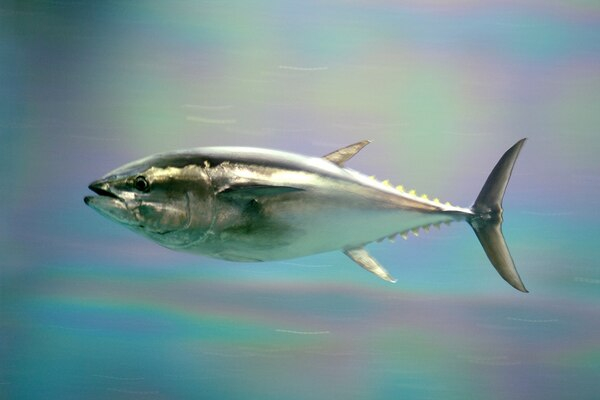 một trong top 10 loài cá bị đe doạ tuyệt chủng, 
