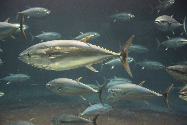 Bởi vì cá ngừ vây xanh,một trong top 10 loài cá bị đe doạ tuyệt chủng, được thực khách và đầu bếp ưa chuộng nên nó đã bị đánh bắt rất nhiều.