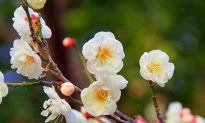 Mai hoa: Hoa, khúc ca và cuộc đời