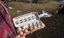 Điều gì đang xảy ra đằng sau tình trạng khan hiếm trứng gà tại Mỹ?