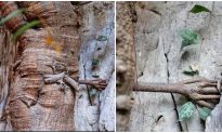 Trung Quốc: Cây bồ đề nghìn năm tuổi chỉ trong một đêm đã mọc ‘bàn tay’ với 5 ngón rõ ràng