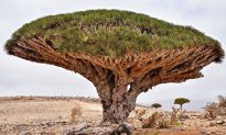Huyết rồng: Loài cây với tên gọi kỳ lạ nhưng sở hữu nhiều công dụng đáng kinh ngạc