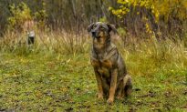 Nghiên cứu: Loài chó sống ở khu vực Chernobyl có những tiến hóa khác biệt