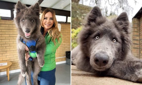 Video: Cô 'chó sói xanh' khổng lồ quý hiếm trông thật ngốc nghếch và vui nhộn