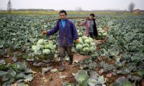 Trung Quốc: Già hoá dân số gây khủng hoảng lương thực