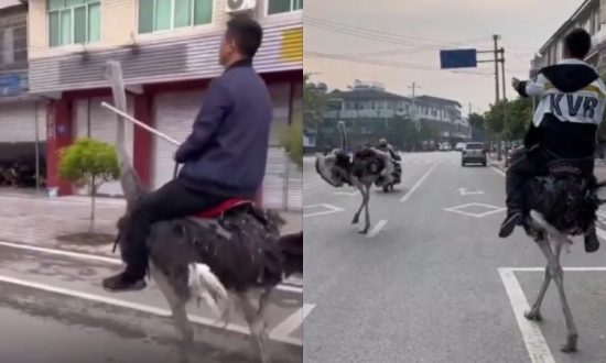 Người đàn ông Trung Quốc cưỡi đà điểu trên đường và khoe: phương tiện năng lượng mới