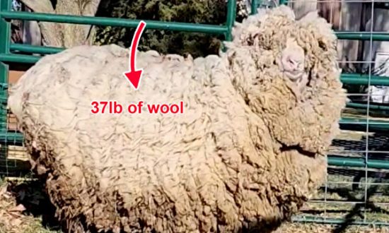 Giải cứu chú cừu 6 tuổi mang trên mình bộ lông nặng 17 kg