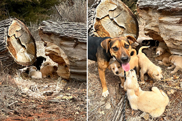 Chùm ảnh: Chó mẹ thông minh dẫn người đi đường tới giải cứu 16 chú chó con bị bỏ rơi