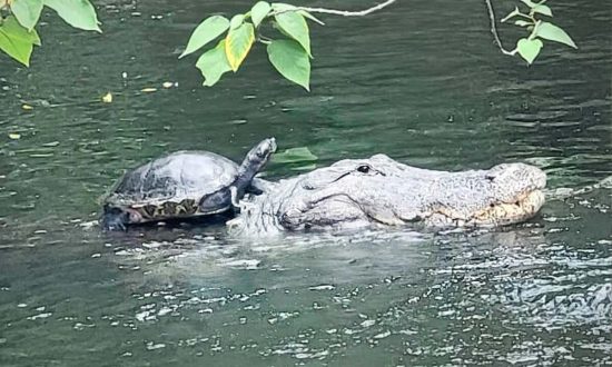 Rùa cưỡi cá sấu quanh hồ như ‘cưỡi ngựa’- có lẽ chỉ xuất hiện tại Florida