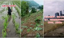 Chính sách "trả lại đất nông nghiệp" của Trung Quốc khiến những cánh đồng ngô và lúa mì cũng bị phá hủy