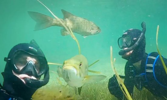 Video: Thợ lặn gặp cá vược hoang dã và cả hai trở thành 'bạn bè' của nhau