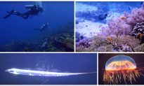 Thăm dò biển sâu: Những bí mật chưa được giải đáp