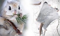 Video: Nhiếp ảnh gia vượt qua khu rừng mùa đông để chụp ảnh những chú sóc bay lùn Nhật Bản nhỏ bé, dễ thương
