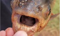 Bắt được cá có hàm 'răng người' trong hồ nước ở Oklahoma