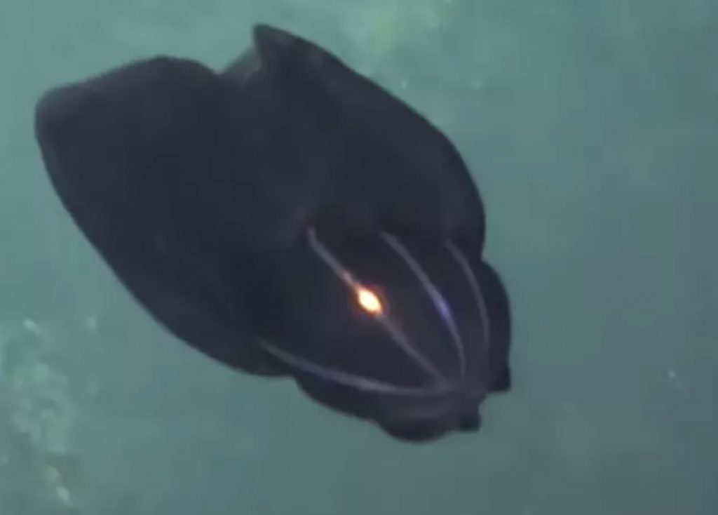 ‘UFO dưới nước’ bất ngờ lột xác biến hình thành sinh vật hoàn toàn khác