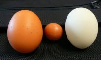 Trứng vỏ trắng và trứng vỏ nâu, cái nào tốt hơn? Cách để lựa chọn trứng tươi