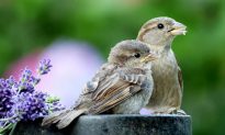Chim mẹ cho con ăn luôn cố ý bỏ sót mấy con - nghiên cứu cho thấy đó là trí tuệ của loài chim