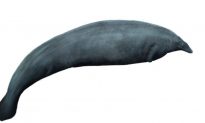 Cá voi khổng lồ cổ đại được khai quật ở Peru nặng 340 tấn, trở thành loài vật nặng nhất lịch sử