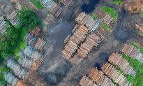 Làm rõ vụ núi Nhỏ ở Vũng Tàu bị chặt cây: Hơn 2.200m2 rừng bị xâm hại