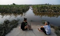 Fitch: Vựa lúa ở Đông Bắc Trung Quốc bị ngập lụt, giá gạo toàn cầu có thể tăng trở lại