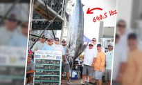 Cần thủ thắng 6,2 triệu USD khi câu được con cá marlin nặng 290 kg