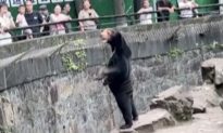Một sở thú Trung Quốc phủ nhận gấu chó của họ là 'người cải trang'