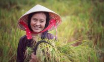 Nhiều nước ngừng xuất khẩu gạo: Thời cơ 'vàng' cho gạo Việt