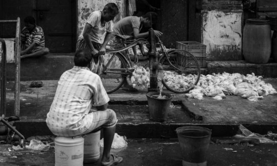 Hà Tĩnh: Hơn 10.000 con gà bị chết ngạt do chập điện, người dân chung tay giải cứu