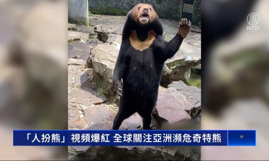 Trung Quốc: Video 'người giả gấu' lan truyền chóng mặt, thu hút sự chú ý toàn cầu đến loài gấu kỳ lạ có nguy cơ tuyệt chủng ở châu Á
