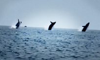 Video: Bất ngờ với điệu múa ba lê của 3 chú cá voi trong chuyến du lịch mừng sinh nhật