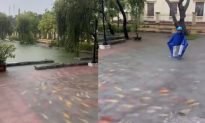 Trụ sở huyện ngập lụt vì mưa lớn, đàn cá Koi vượt ao lên sân ủy ban