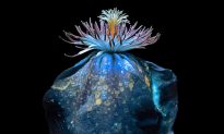 Biến vô hình thành hữu hình: Hoa đẹp lung linh dưới máy ảnh tia cực tím