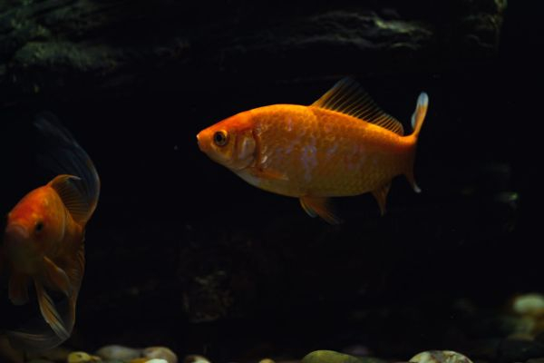 Cá vàng đẻ trứng hay đẻ con: Cần lưu ý gì khi cá vàng sinh sản?