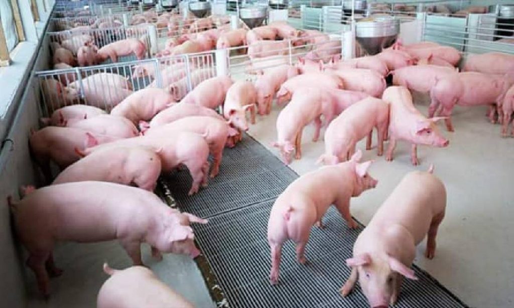 Người chăn nuôi giảm tái đàn, cuối năm có đủ nguồn cung thịt lợn cho thị trường?