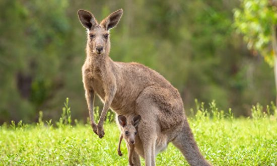 Người đàn ông Úc chiến đấu với kangaroo để giải cứu chó cưng bị 'bắt cóc'