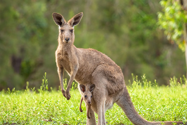 Người đàn ông Úc chiến đấu với kangaroo để giải cứu chó cưng bị 'bắt cóc'