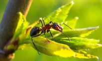 Kiến có mấy chân: Tìm hiểu về cấu tạo và các bộ phận cơ thể của loài kiến