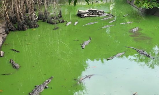 6 con cá sấu sổng chuồng ra hồ công viên ở Kiên Giang, chưa bắt lại được