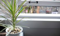 Phất dụ rồng: Cây trồng trong nhà phổ biến giúp chống nấm mốc cho căn phòng của bạn