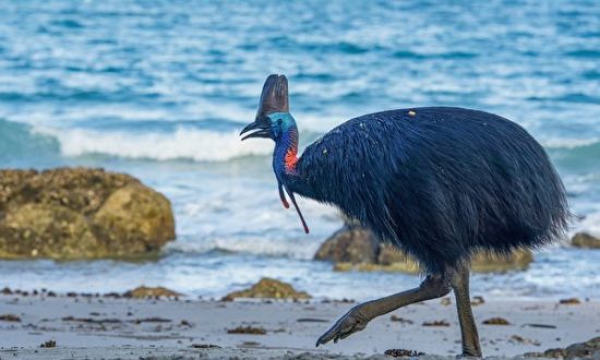 'Loài chim nguy hiểm nhất thế giới' xuất hiện ở bờ biển Australia và biết bơi