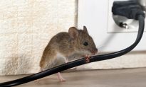 Tại sao chuột di chuyển đến nhà bạn vào mùa đông? Làm thế nào để ngăn chặn nó?