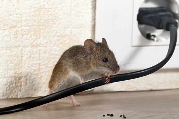 Tại sao chuột di chuyển đến nhà bạn vào mùa đông? Làm thế nào để ngăn chặn nó?