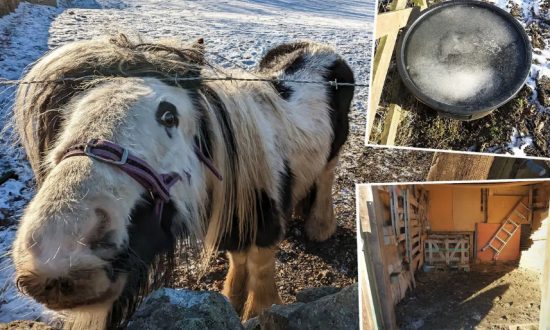 Giải cứu chú ngựa pony ốm yếu, bị bỏ rơi trên cánh đồng băng tuyết cằn cỗi
