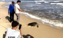 Quảng Trị: Cá thể rùa biển cổ đại vướng lưới ngư dân