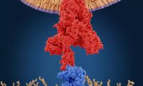 Protein gai của virus SARS-CoV-2 là một chất độc!