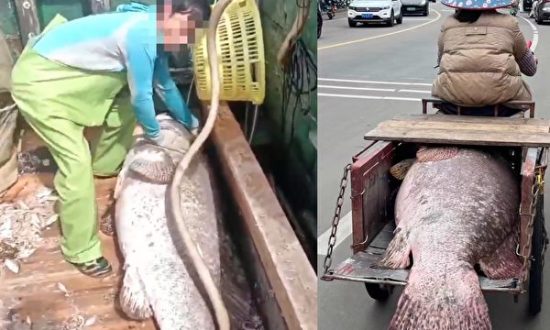 Ngư dân Trung Quốc bắt được con cá mú nặng 200 kg và gần như không thể nhét vừa xe ba bánh